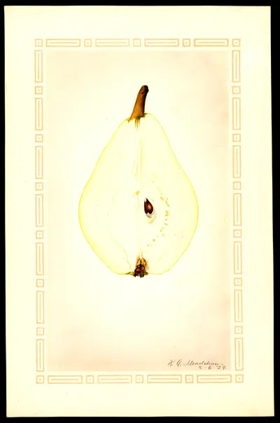 USDA watercolor illustration of Clapp's Favorite