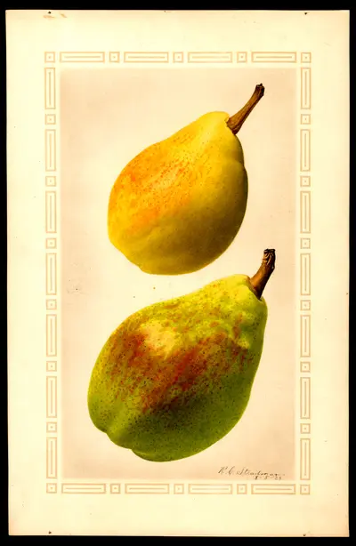 USDA watercolor illustration of Clapp's Favorite