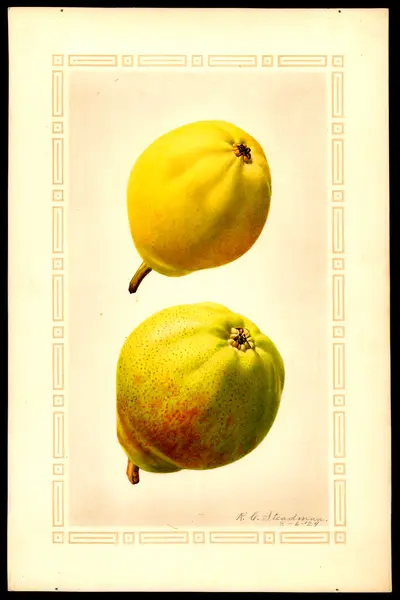 USDA watercolor illustration of Clapp's Favorite