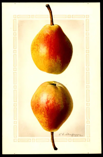 USDA watercolor illustration of Clapp's Favorite