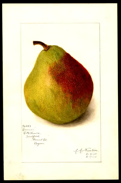USDA watercolor illustration of Comice