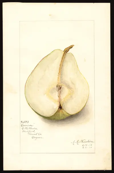 USDA watercolor illustration of Comice