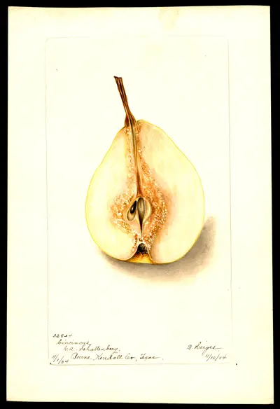 USDA watercolor illustration of Cincincis