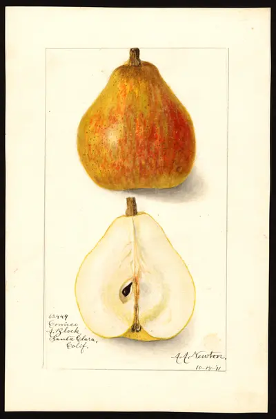 USDA watercolor illustration of Comice