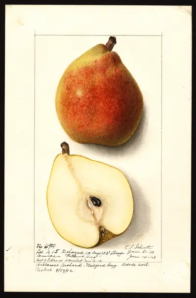 USDA watercolor illustration of Comice