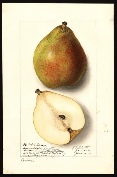 USDA watercolor illustration of Comice
