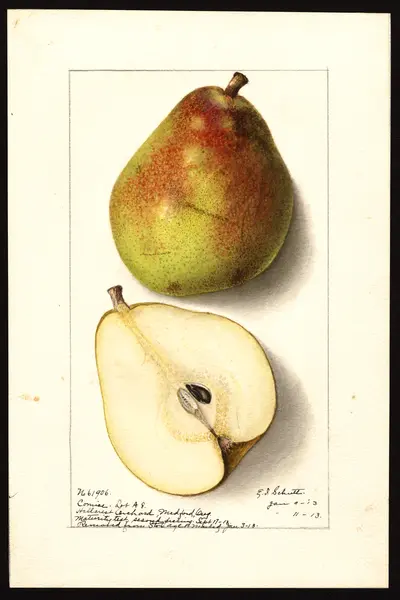 USDA watercolor illustration of Comice