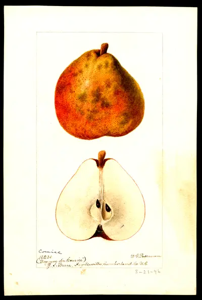 USDA watercolor illustration of Comice