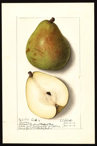USDA watercolor illustration of Comice