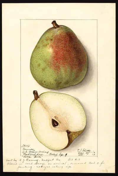 USDA watercolor illustration of Comice