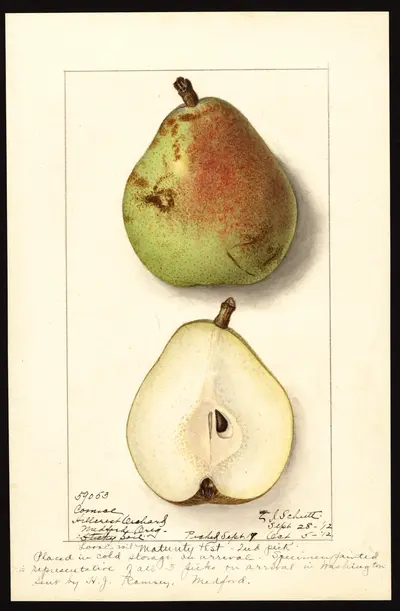 USDA watercolor illustration of Comice