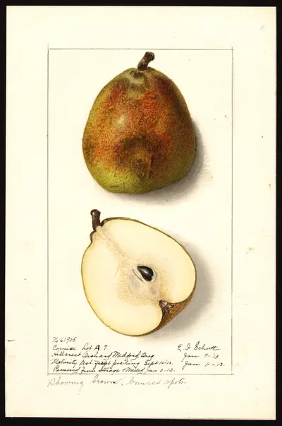 USDA watercolor illustration of Comice