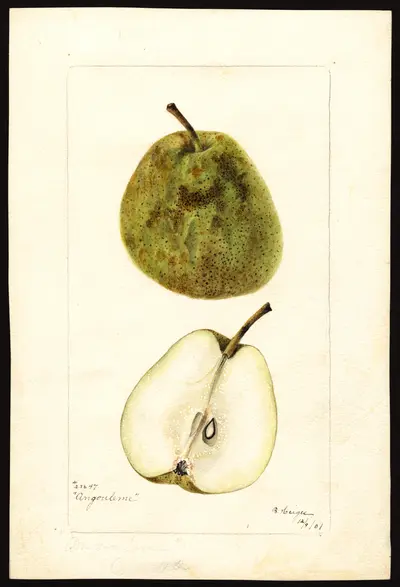 USDA watercolor illustration of Angoulême