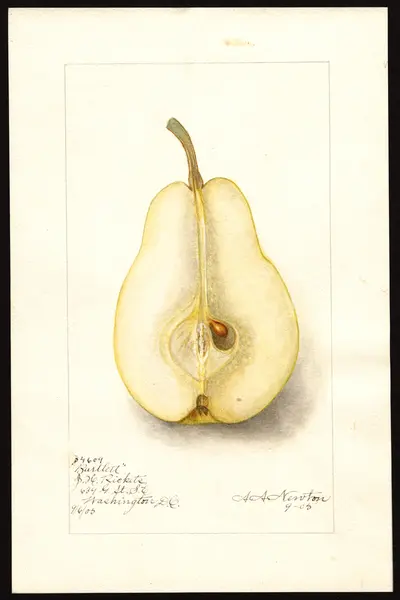 USDA watercolor illustration of Bartlett