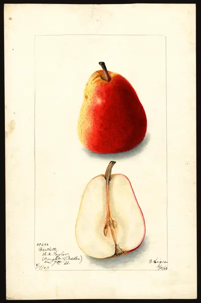 USDA watercolor illustration of Bartlett