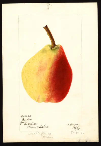 USDA watercolor illustration of Bartlett