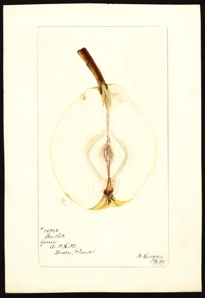 USDA watercolor illustration of Bartlett