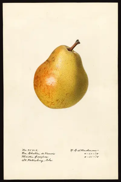 USDA watercolor illustration of Bon-Chretien de Vernois