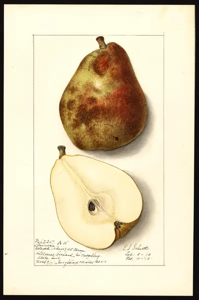USDA watercolor illustration of Comice