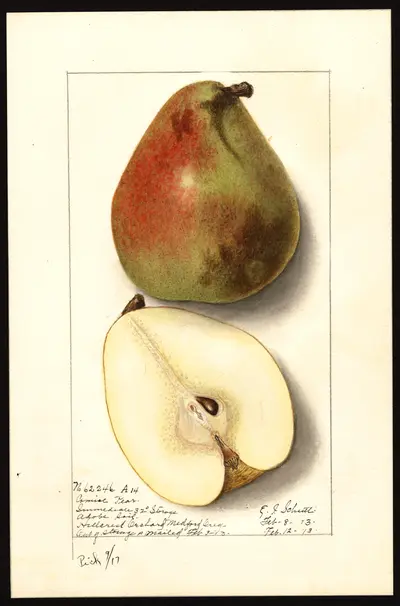 USDA watercolor illustration of Comice
