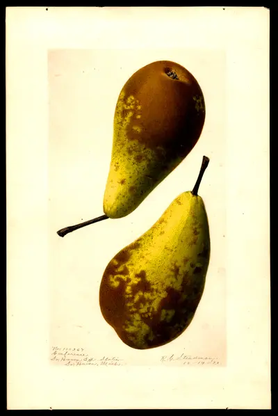 USDA watercolor illustration of Conference