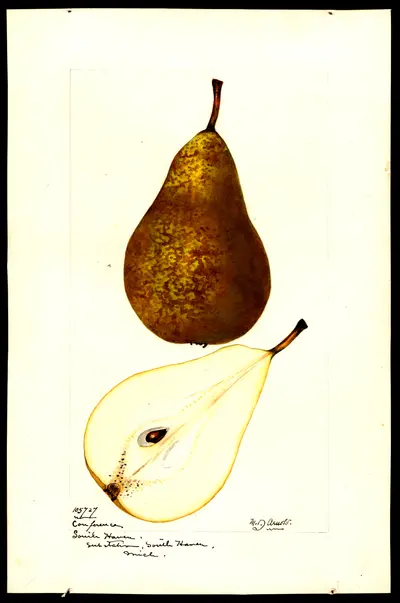 USDA watercolor illustration of Conference