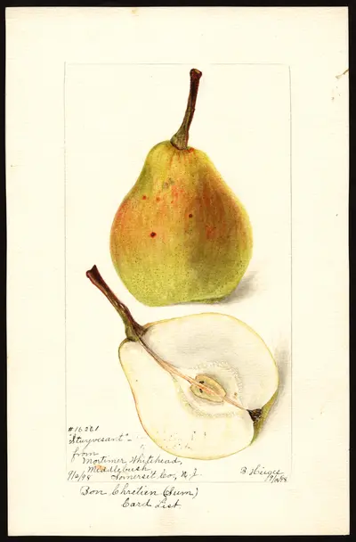 Watercolor of Summer Bon Chrétien