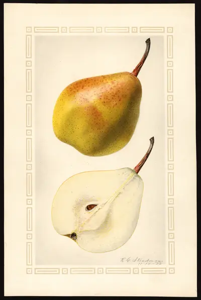 USDA watercolor illustration of Triomphe de Vienne
