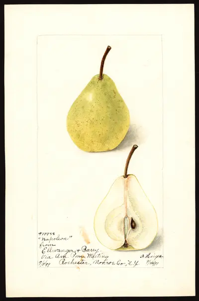 Watercolor of Napoleon