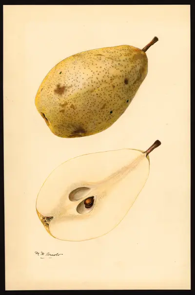 Watercolor of Kieffer