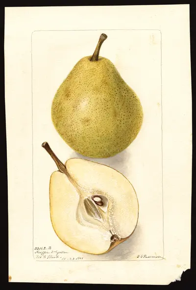 USDA watercolor illustration of Kieffer