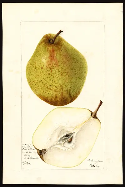 USDA watercolor illustration of Kieffer