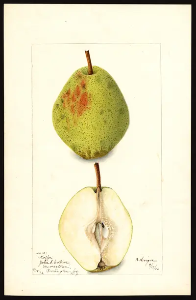 USDA watercolor illustration of Kieffer