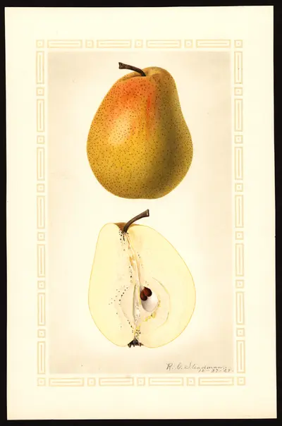 USDA watercolor illustration of Kieffer