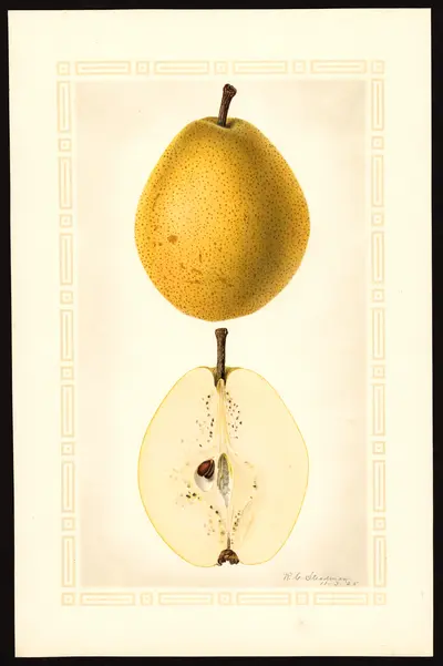 USDA watercolor illustration of Kieffer