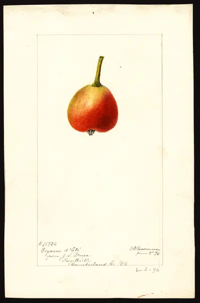 Watercolor of Doyenné d'Été