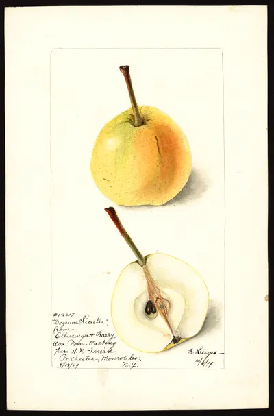 Watercolor of Doyenne Sieulle