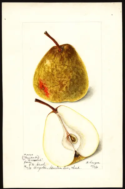 USDA watercolor illustration of Président Drouard