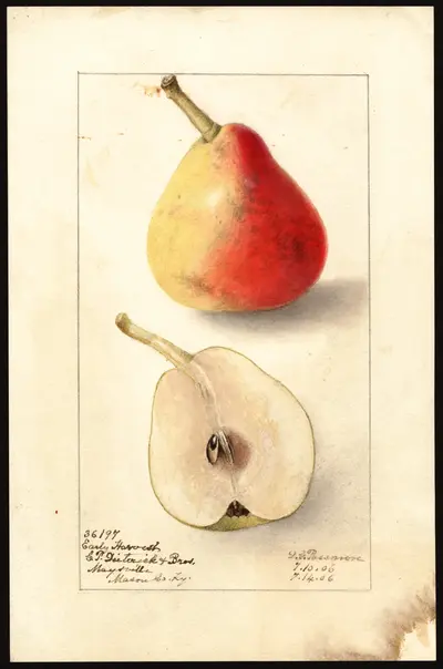 Watercolor of Early Harvest