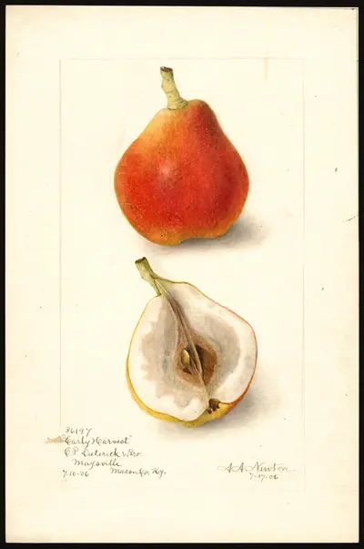 USDA watercolor illustration of Early Harvest