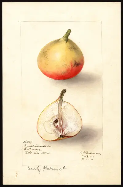 USDA watercolor illustration of Early Harvest