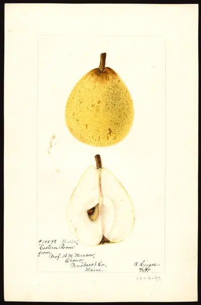 Watercolor of Eastern Belle