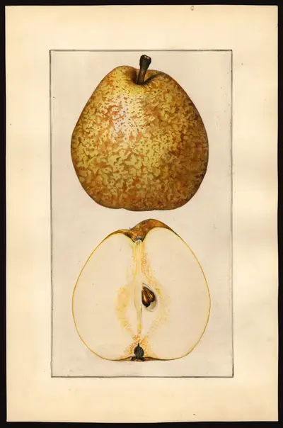 USDA watercolor illustration of Easter Beurré