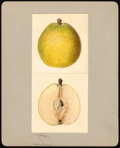 USDA watercolor illustration of Easter Beurré