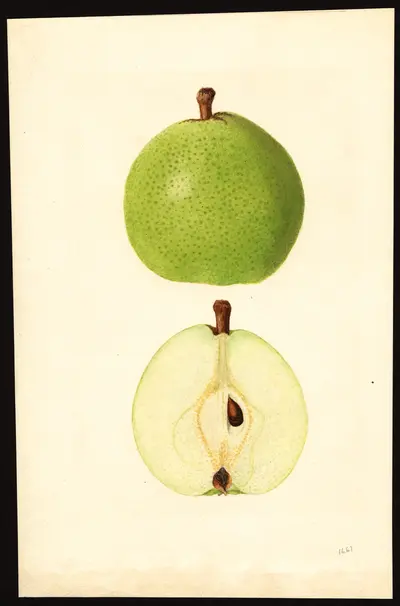 USDA watercolor illustration of Easter Beurré