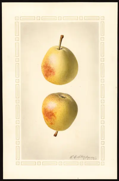 Watercolor of Elizabeth