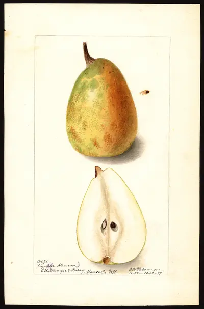 Watercolor of Figue d'Alençon