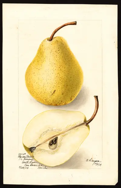 Watercolor of Florida Bartlett