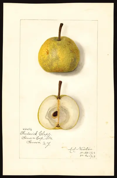 USDA watercolor illustration of Frederick Clapp