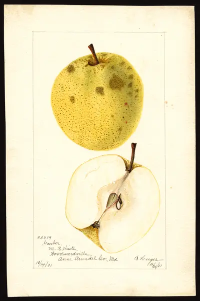 Watercolor of Garber